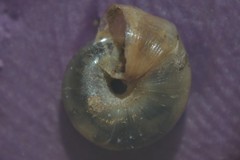 Valvata piscinalis