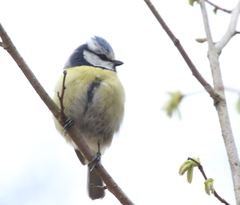 Cyanistes caeruleus