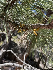 Arceuthobium vaginatum cryptopodum