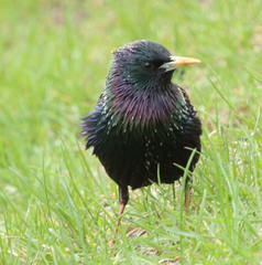 Sturnus vulgaris