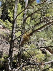 Arceuthobium vaginatum cryptopodum