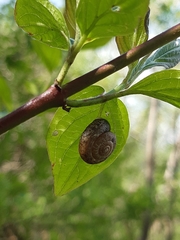 Trochulus striolatus danubialis