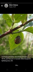 Trochulus striolatus danubialis