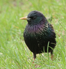 Sturnus vulgaris