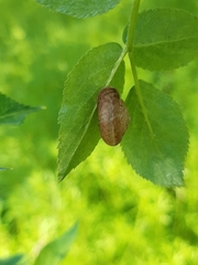 Trochulus striolatus danubialis