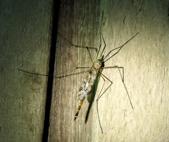 Ischnotoma