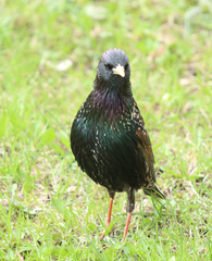 Sturnus vulgaris