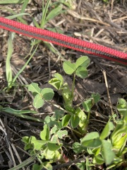 Medicago lupulina