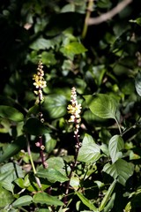 Alectra orobanchoides