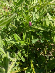Vicia lathyroides