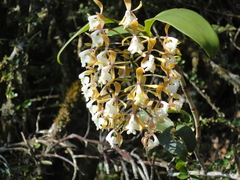 Epidendrum camposii