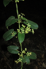 Gonolobus xanthotrichus