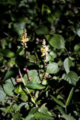 Alectra orobanchoides