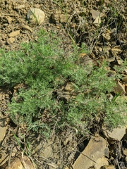 Artemisia taurica