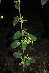 Gonolobus xanthotrichus
