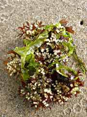 Chondrus crispus