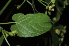 Gonolobus xanthotrichus
