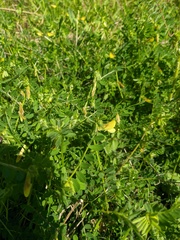 Vicia grandiflora