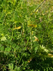 Vicia grandiflora