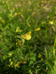 Vicia grandiflora
