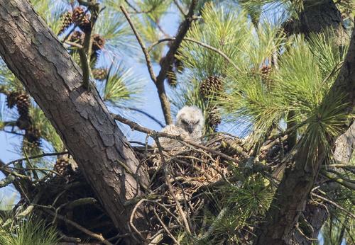 Great Horned Owl photographed in Alabama