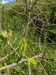 Pistacia atlantica mutica