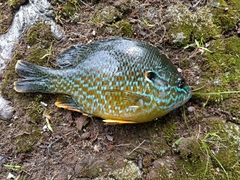 Lepomis gibbosus × cyanellus