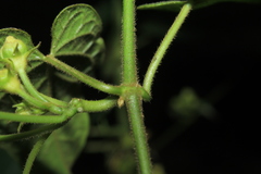Gonolobus xanthotrichus