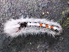 Euproctis punctifera