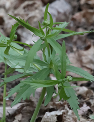 Ranunculus cassubicus