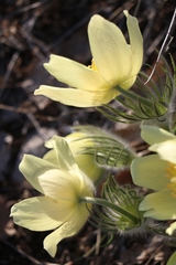 Pulsatilla patens