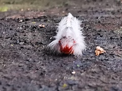 Euproctis punctifera