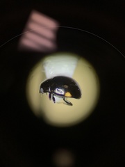 Hyperaspis pleuralis