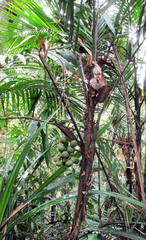 Bactris hatschbachii