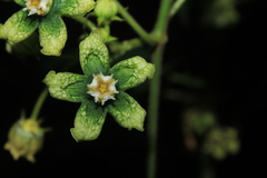Gonolobus xanthotrichus