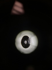 Hyperaspis pleuralis