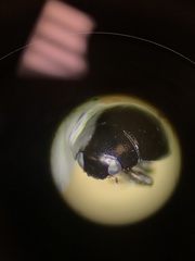 Hyperaspis pleuralis