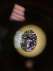 Hyperaspis pleuralis
