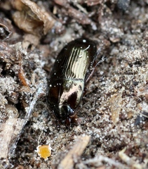Amara communis