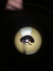 Hyperaspis pleuralis