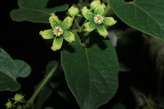 Gonolobus xanthotrichus