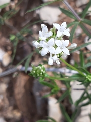Asperula libanotica