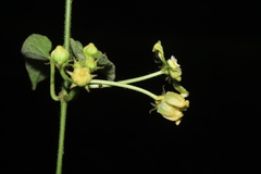 Gonolobus xanthotrichus
