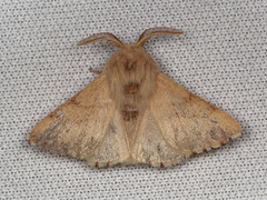 Malacosoma disstria