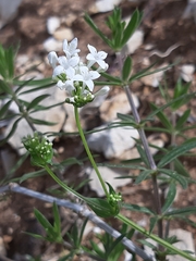 Asperula libanotica