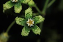 Gonolobus xanthotrichus