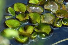 Salvinia minima