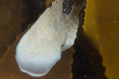 Membranipora rustica