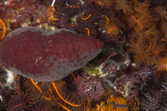 Alcyonidium nodosum