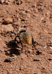 Dasymutilla magna
